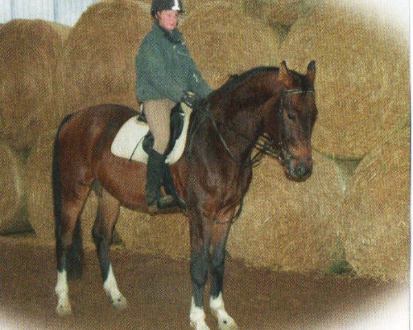 jumper Armani 301 (German Sport Horse, 2006, from Amorado)