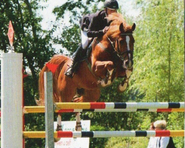 stallion Kanut 3 (unknown, 1999, from Krimh ox)