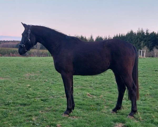 horse Bellano T.D. (Oldenburg, 2022, from Bellany)