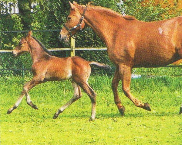horse Claudio 21 (Hanoverian, 2004, from Connery)
