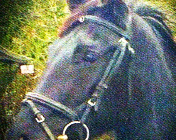 Pferd Wolke sieben 52 (Hannoveraner, 2006, von Woronow)