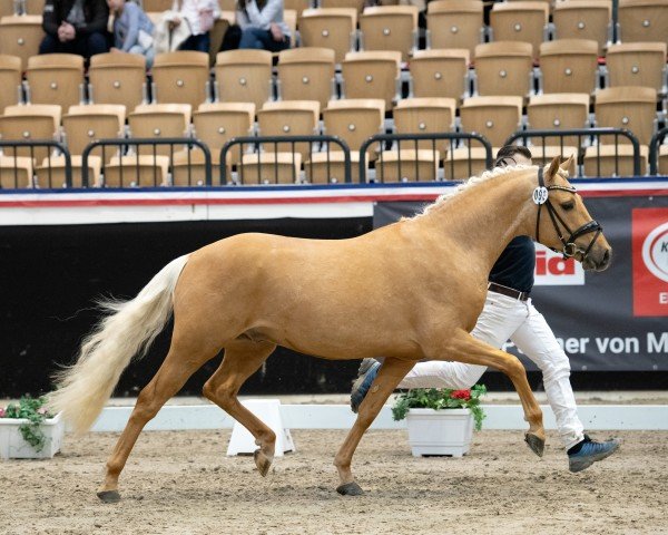 Deckhengst Gipfeltänzer (Deutsches Reitpony, 2022, von Gipfelstürmer)