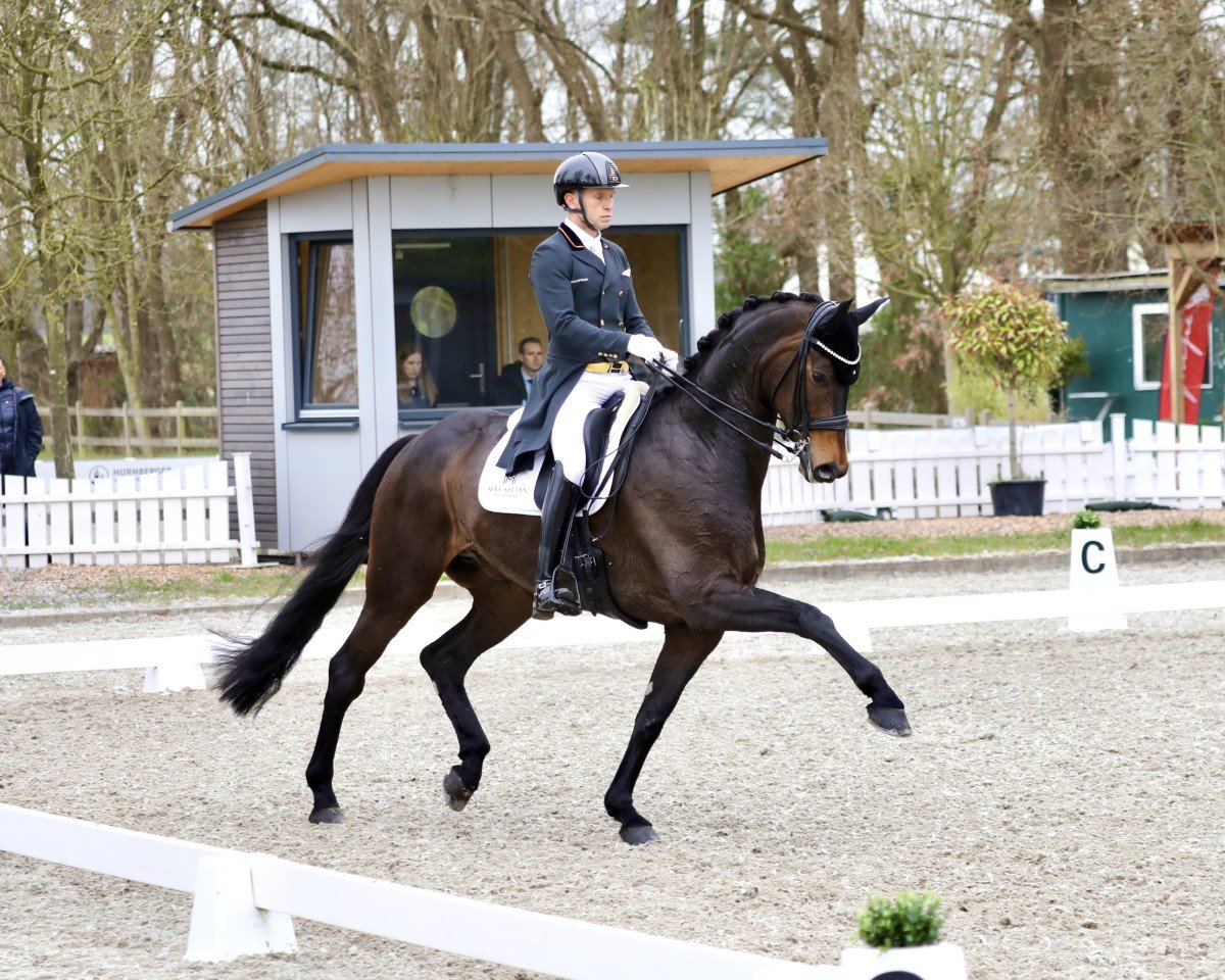 dressage horse Manolo FRH (Hanoverian, 2017, from Morricone)