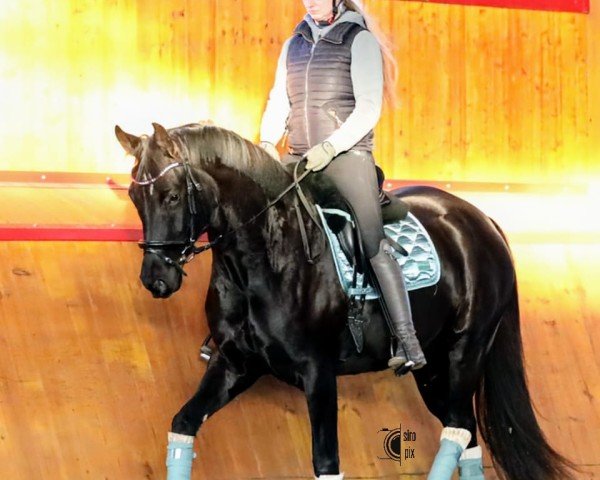 dressage horse Fürstin Frida (Oldenburg, 2021, from Fürst Romancier)