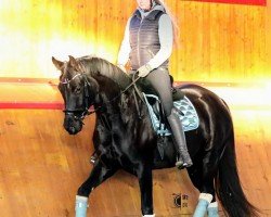 Cheval de dressage Fürstin Frida (Oldenbourg, 2021, de Fürst Romancier)