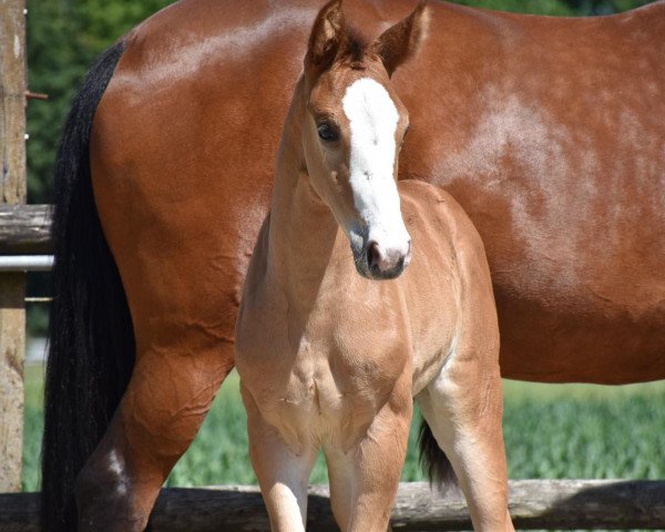 Pferd Ella RV (Hannoveraner, 2021, von Escolar)