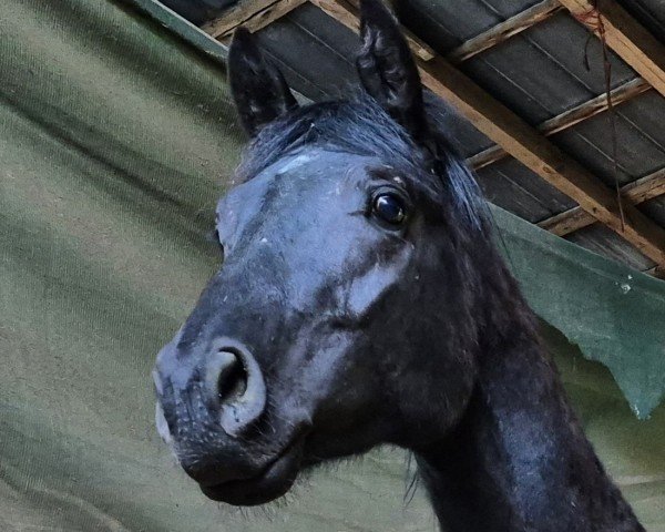stallion Vin Noire (Hanoverian, 2022, from Vidar)