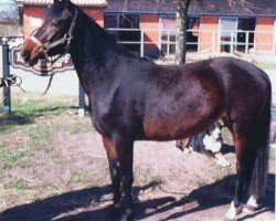 jumper Merry Poppins 5 (German Riding Pony, 2008, from Llaun Taniwr)