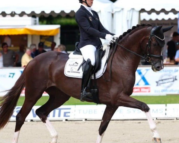 dressage horse Venaria PS (Oldenburg, 2020, from Vivino)