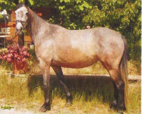 Pferd Donaufee M. (Trakehner,  , von Pandur AA)
