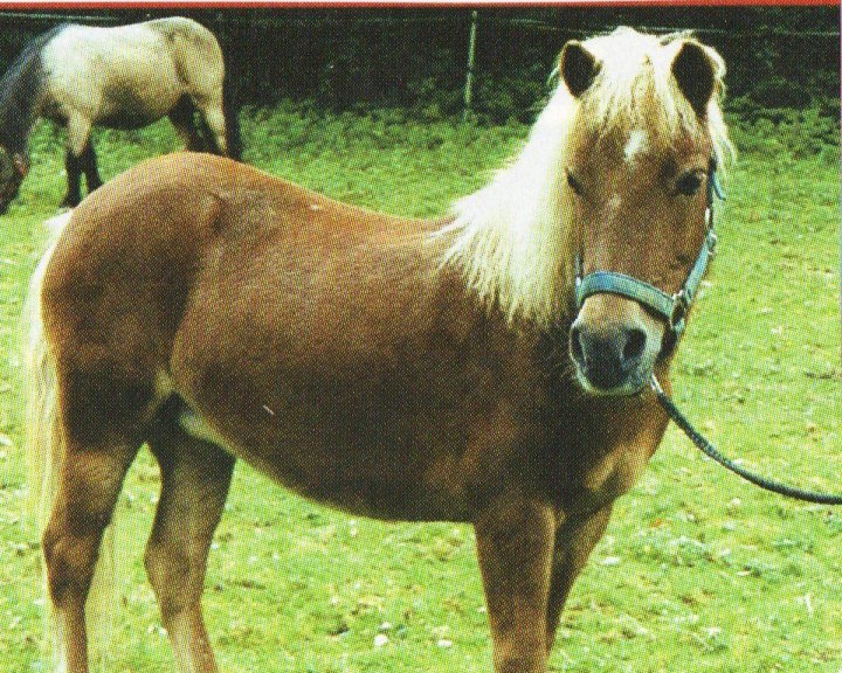 stallion Kadi (Shetland Pony, 1986, from Kai A 243)