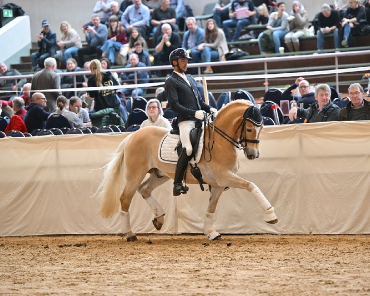 Dressurpferd DSP Amiro (3,125% ox) (Edelbluthaflinger, 2010, von Alibaba)