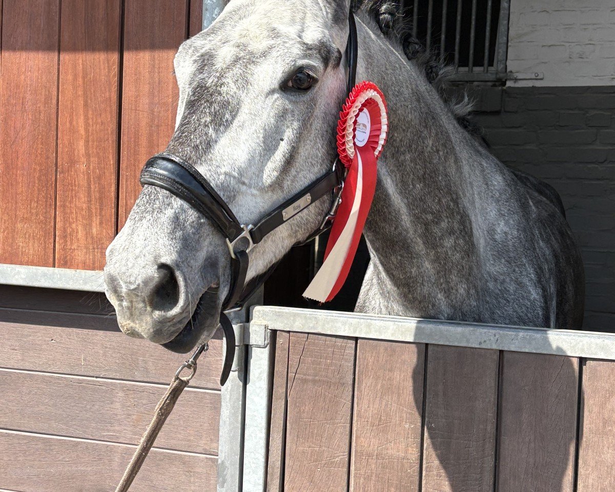 Cavallo da Dressage Inspector Ilay (Trakehner, 2020, di Dezember)