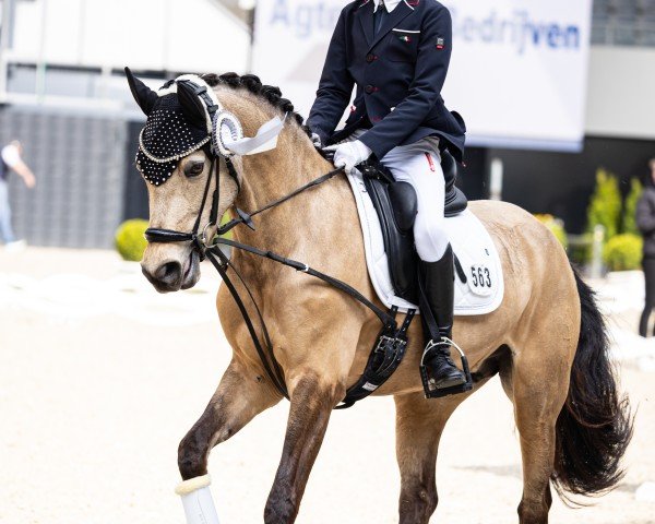 Dressurpferd MBF Donner Florentina (Deutsches Reitpony, 2017, von Classic Dancer I)