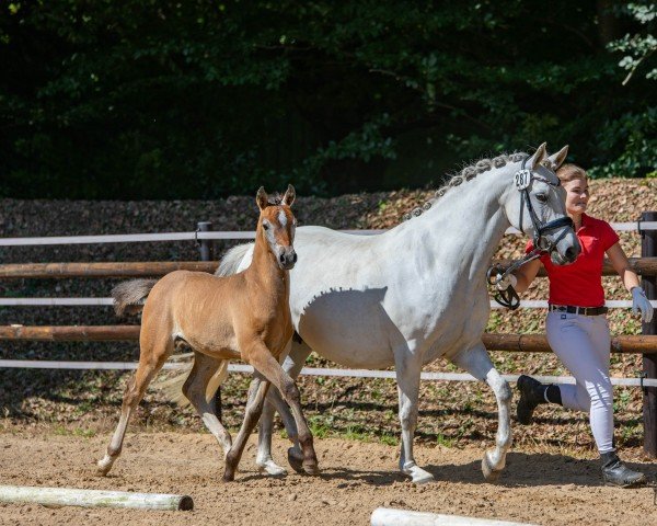 broodmare Missoury (German Riding Pony, 2023, from Big Bamboo Zv WE)