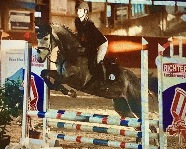 Springpferd Dembelea (Westfale, 2019, von Dembelé L)