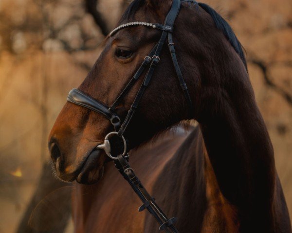 dressage horse Quality's Queen (Oldenburg, 2012, from Quality 9)