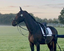 Dressage horse Forever Toto (Westphalian, 2019)