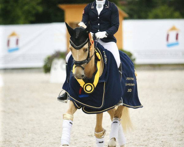 Cavallo da Dressage Deep Love C (Pony da Sella Tedesco, 2018, di Dating AT NRW)