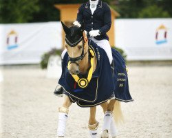 dressage horse Deep Love C (German Riding Pony, 2018, from Dating AT NRW)