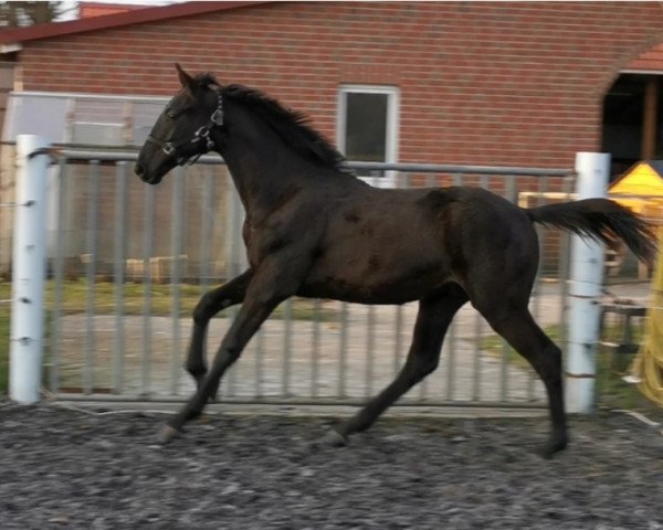 horse Madu 3 (Oldenburg, 2020, from Maracana)
