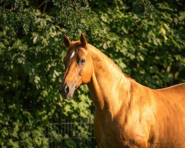 dressage horse Fuxi 4 (Hanoverian, 2005, from Guenzel)