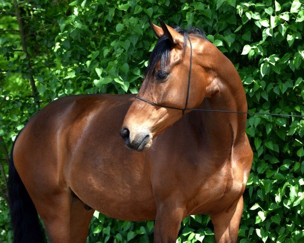 horse Valendero 4 (German Sport Horse, 2019, from Valverde NRW)