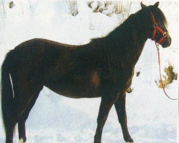 Dressurpferd Mia Luna 2 (Deutsches Reitpony, 2003, von Loriot)