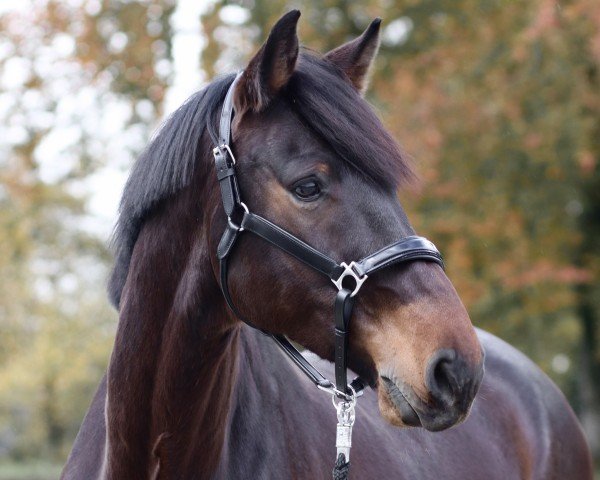 Pferd Hey Harley T (Hannoveraner, 2017, von VDL Harley)