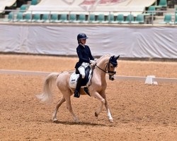 Deckhengst Nacro's Dancer (Deutsches Reitpony, 2008, von Nacromancer inthe dark)