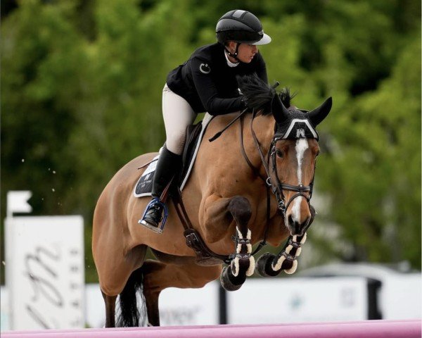 jumper Deloughtane Matoaka (Irish Sport Horse, 2014, from Tolan R)