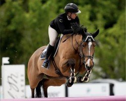jumper Deloughtane Matoaka (Irish Sport Horse, 2014, from Tolan R)