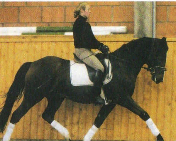 Pferd Caramba (Deutsches Reitpony, 2000, von FS Cocky Dundee)