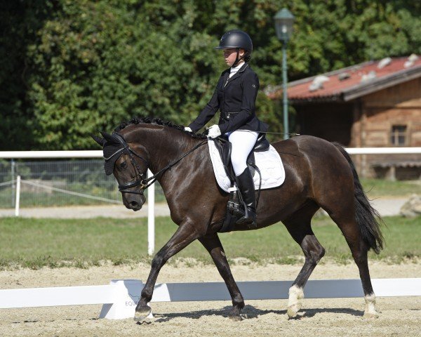 dressage horse Cute Sensation (Austrian Reitpony, 2019, from Coer Noble)