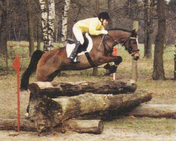 Pferd Britta (Deutsches Reitpony, 1994, von Mac Benedict)