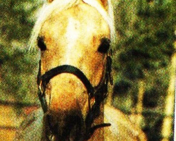 dressage horse Coeur du Mont (German Riding Pony, 2000, from Sir Charles)