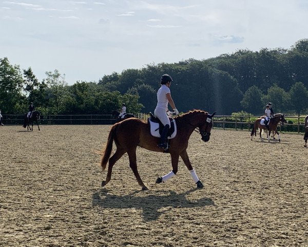 dressage horse Florentino 90 (Hanoverian, 2016, from Tannenhof's Fahrenheit)