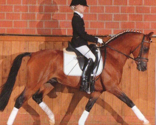 stallion Bonfire (German Riding Pony, 2003, from Batman)