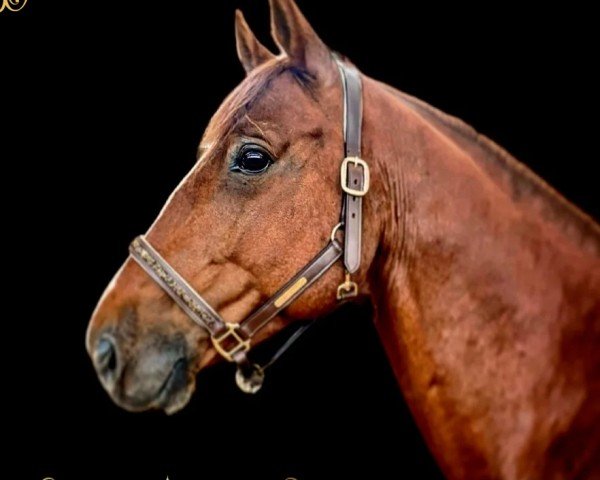 horse Golden Boy d‘Azur (Selle Français, 2016, from Eldorado de Hus)