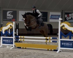 Springpferd Captain Crosewick (Westfale, 2020, von Comme il Faut)