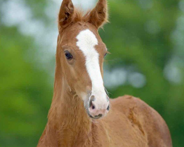horse Zimtstern 19 (Westphalian, 2021, from Zoom)