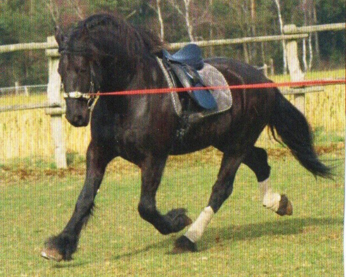 Dressurpferd Keno 22 (Friese, 2003, von Feitse 293)
