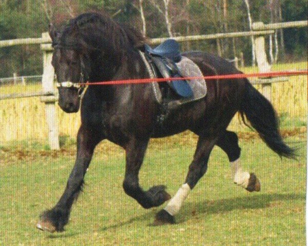 dressage horse Keno 22 (Friese, 2003, from Feitse 293)