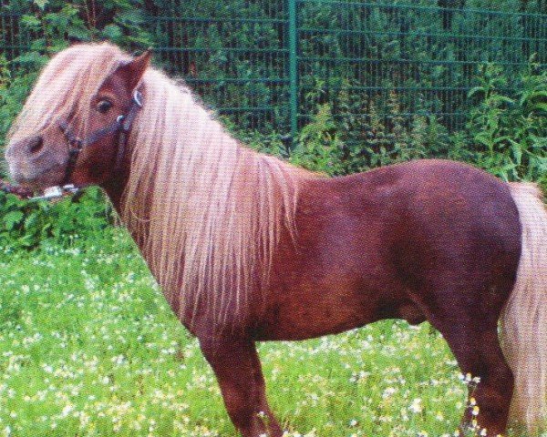 dressage horse Urmel (Shetland pony (under 87 cm), 2000, from Unsinn)