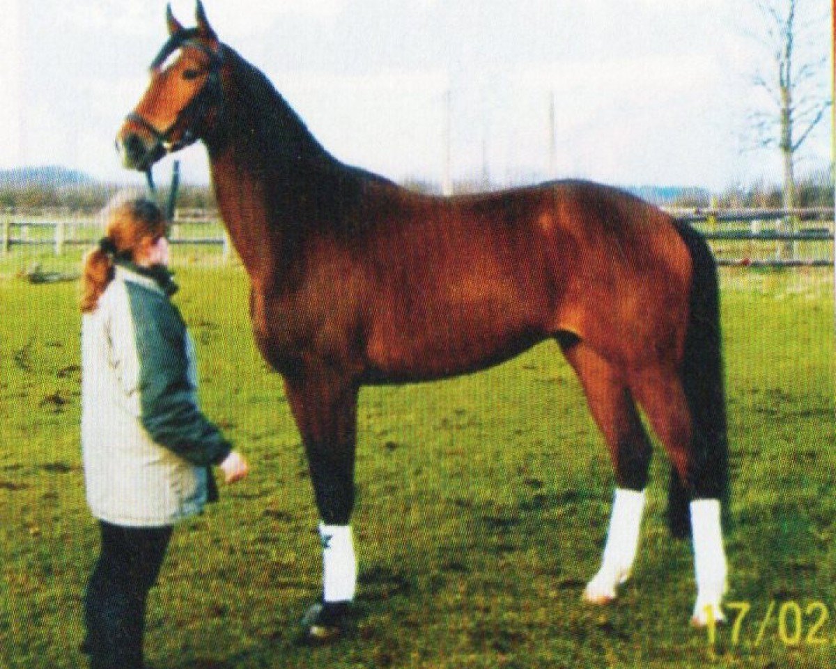 dressage horse Mephisto 322 (Trakehner, 2002, from Finley M)