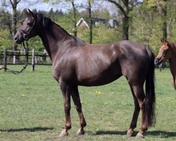 broodmare Sweetheart (Hanoverian, 2011, from St. Moritz Junior)