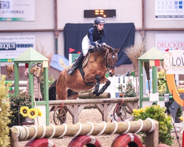 Springpferd Cookiemeier K (Deutsches Reitpony, 2016, von Kastanienhof Cockney Cracker)