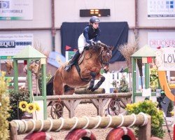 jumper Cookiemeier K (German Riding Pony, 2016, from Kastanienhof Cockney Cracker)