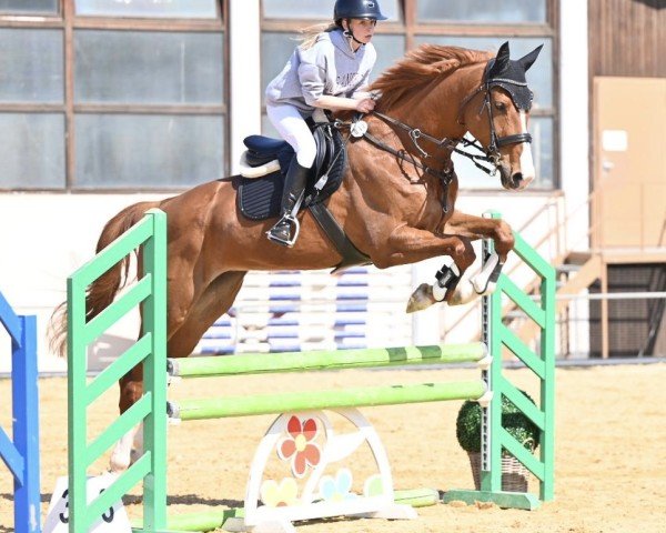 Springpferd Altana (Deutsches Sportpferd, 2017, von Lewinski)