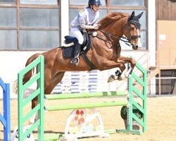 Springpferd Altana (Deutsches Sportpferd, 2017, von Lewinski)